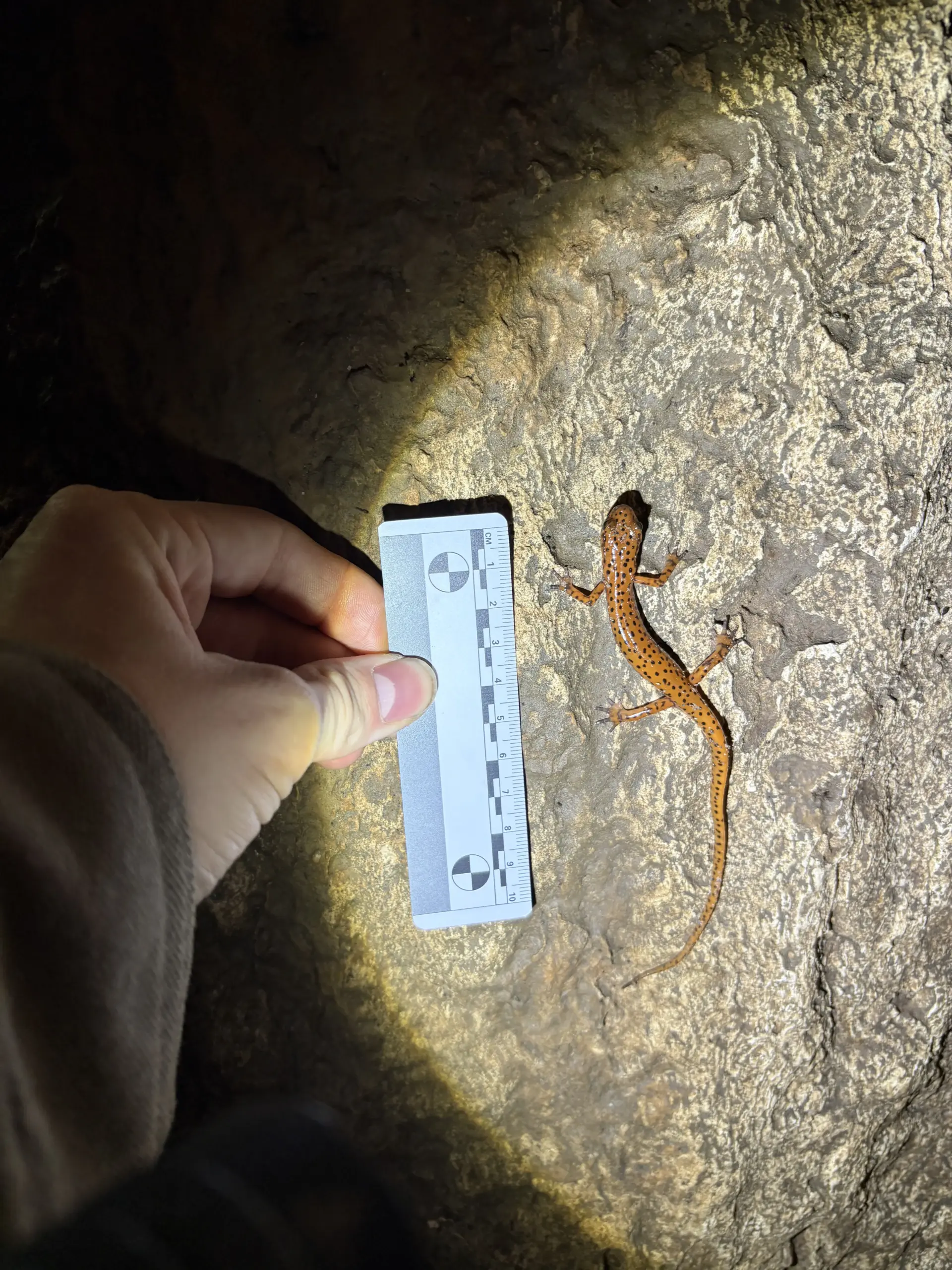 10cm