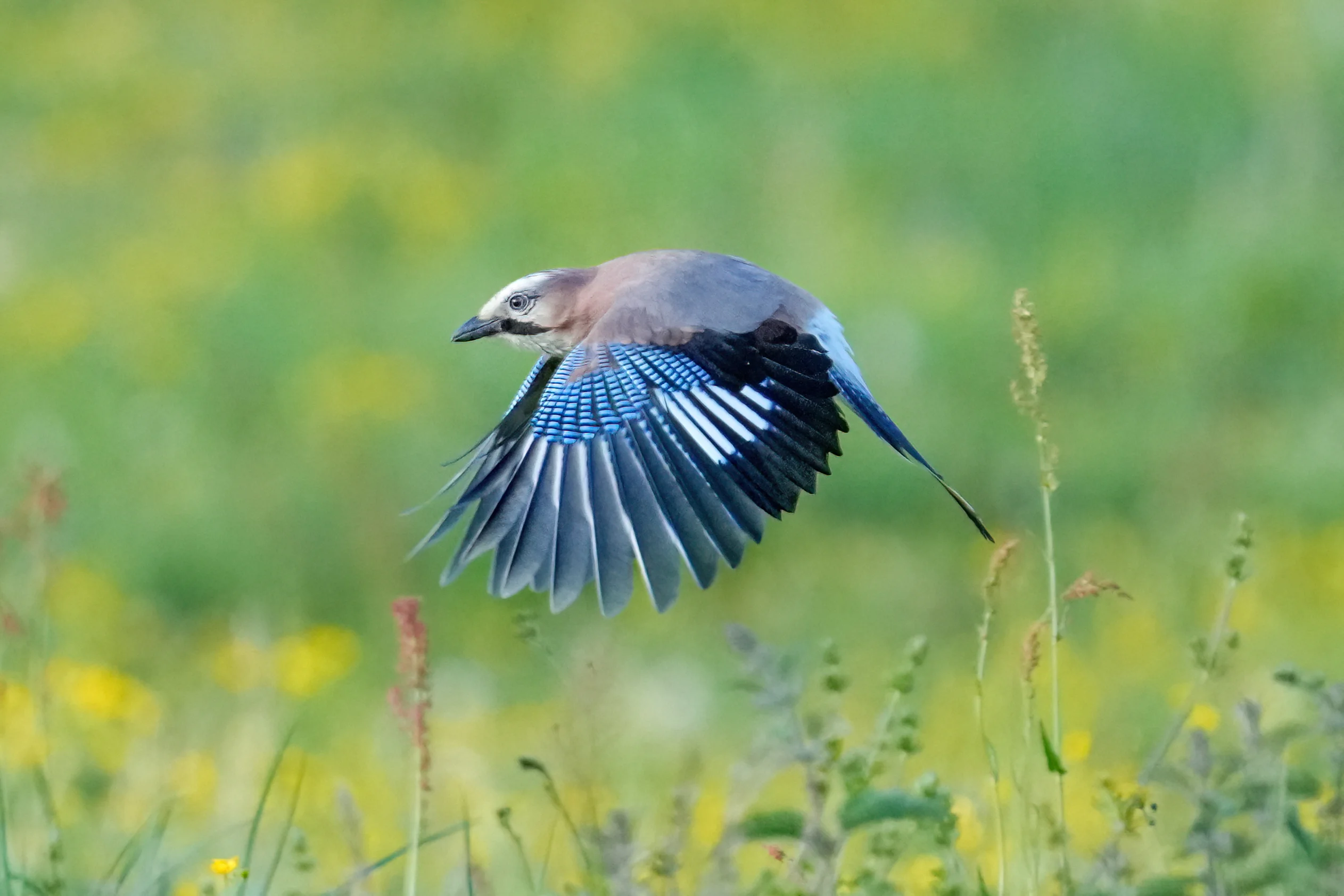 Jay (ENHYPEN)