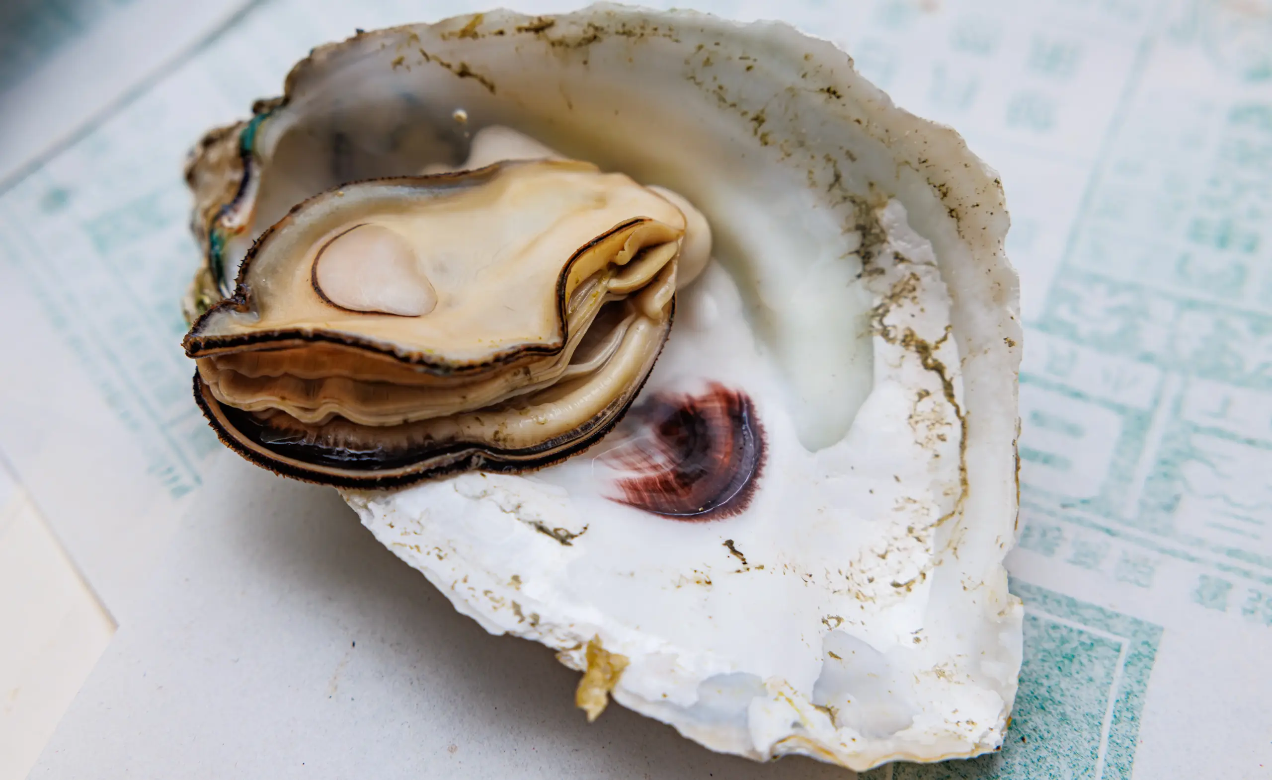 Oyster