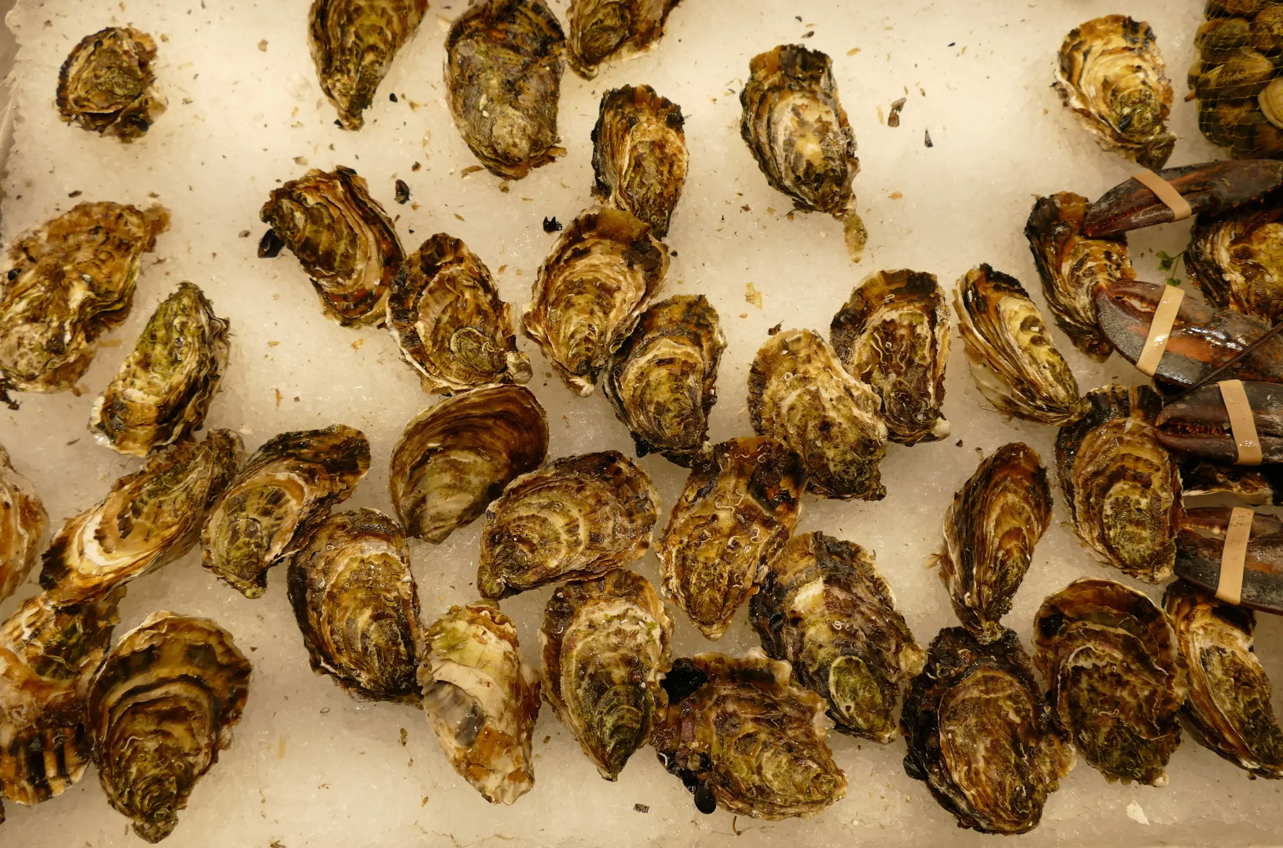 Oyster